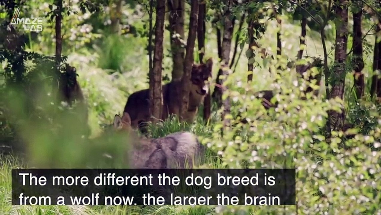 Scientists Are Not Sure Why Dog’s Brains Are Getting Bigger and Bigger