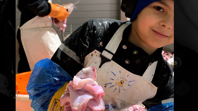 Niños cortadores de lenguas de bacalao, la centenaria tradición pesquera de Noruega