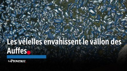 Après La Ciotat, les vélelles envahissent Marseille et son vallon des Auffes