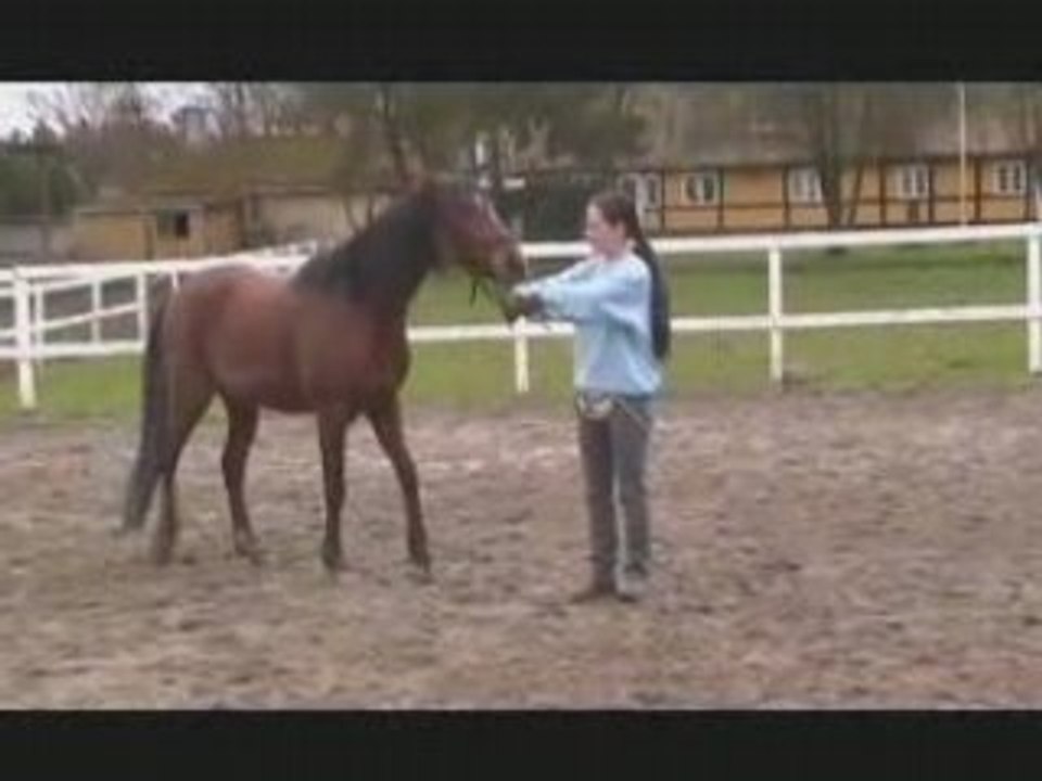 Klikker - kram og smil
