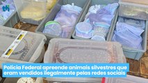 Polícia Federal apreende animais silvestres que eram vendidos ilegalmente pelas redes sociais