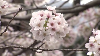 [영상] 일렁이는 분홍빛 물결...만개한 진해 벚꽃 / YTN