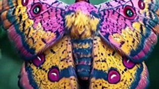 Beautiful colorful Butterfly| Natural Art