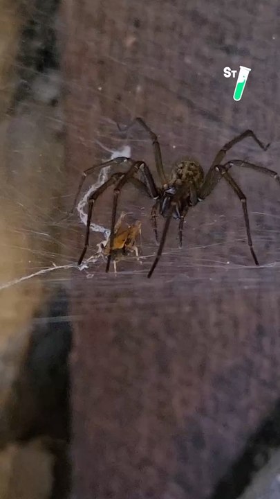 T’as déjà vu une araignée chasser ? @seb_insectes
