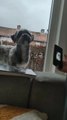 Dog Reacts to Howling and Whining Sounds on Phone