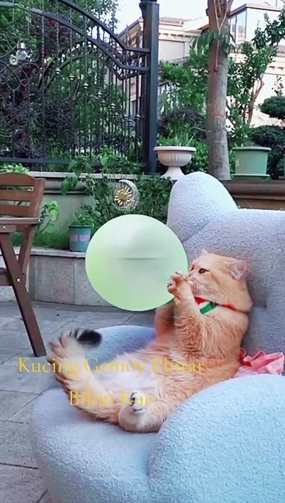 kucing masak