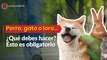 ¿Qué debes hacer si tienes perro, gato o loro en CDMX? Esto es obligatorio