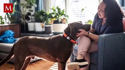 Esta es la cantidad que podrías pagar por no realizar el Registro Único de Animales de Compañía