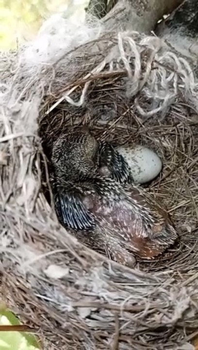 best_owl_shorts_amazing_birds_babay_eagle_babay_mashllah_birds_chicks_nesting_8_(360p)