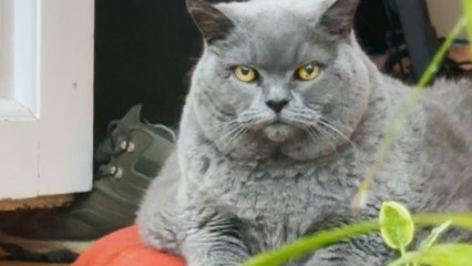 First-Time Exercises for Your Chonky 15-Year-Old Senior Cat 🐾