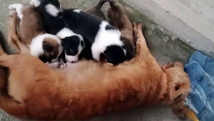 When my Puppies are little!