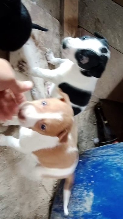 Our Snoopy!