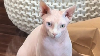 Grumpy Cat Loves Only One Thing