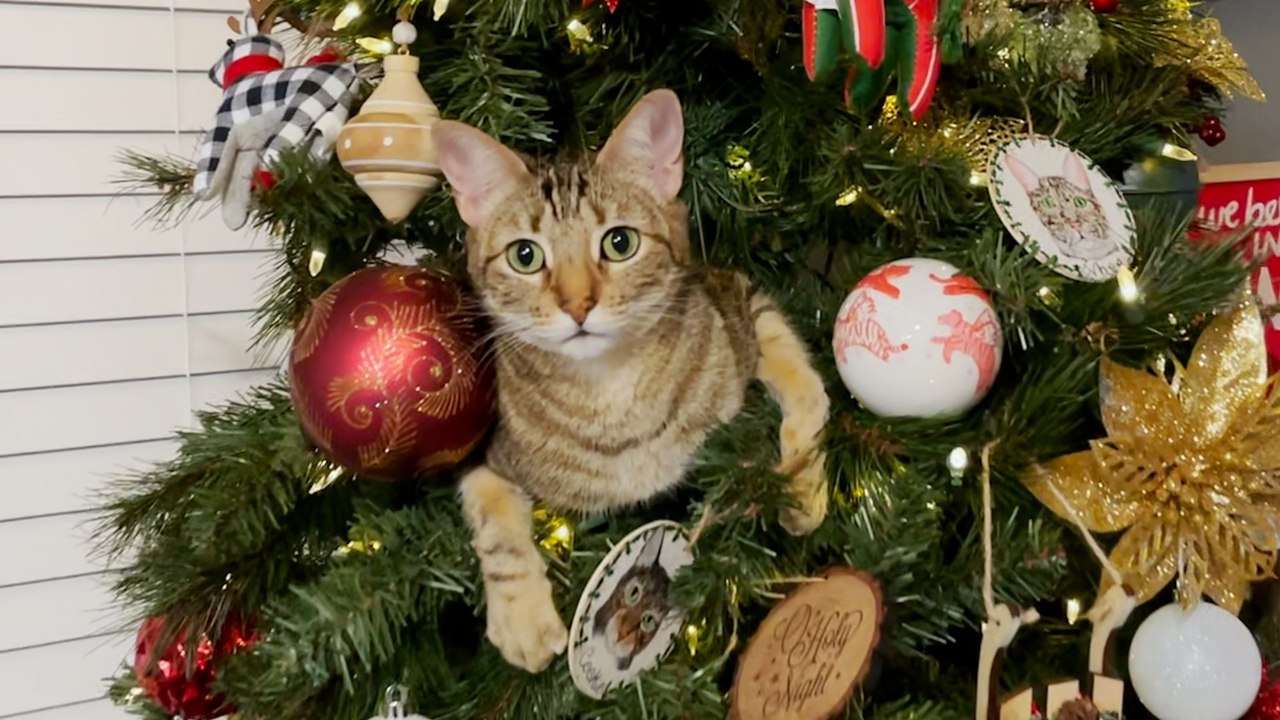 These Cats Are Obsessed With Christmas