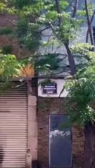 Un hombre en situación de calle fue agredido por una jauría de perros en Zona Centro de Guadalajara