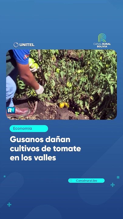 Gusanos dañan cultivos de tomate en los valles