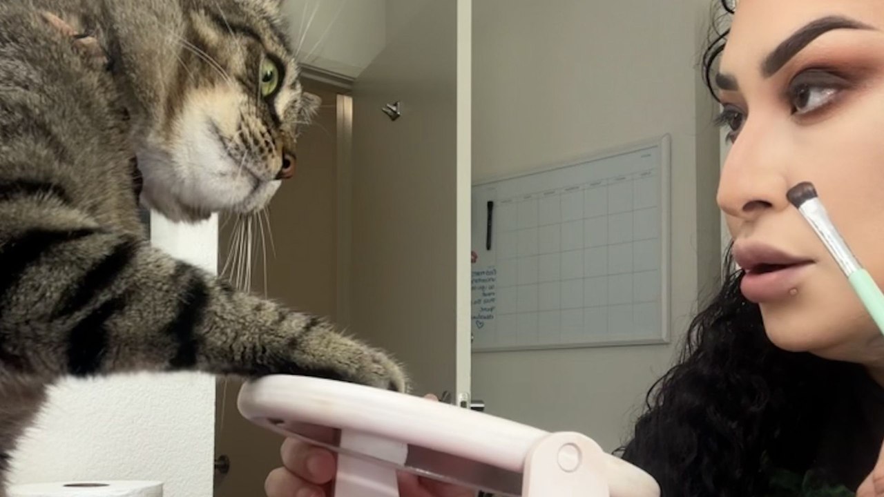 Cat Won't Stop Smacking His Mom