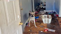 German Shepherd Rescued From Abandoned Home Gets The Best Holiday Surprise!