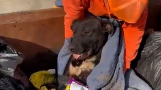 Police Officer Spots Abandoned Dog In Dumpster