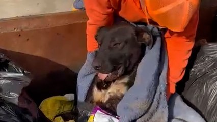Police Officer Spots Abandoned Dog In Dumpster