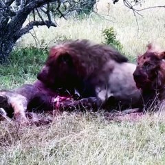 LEONES ASESINOS