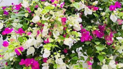 Âm nhạc thư giãn trị liệu với cảnh đẹp nhân gian - Rực rỡ Hoa Xuân