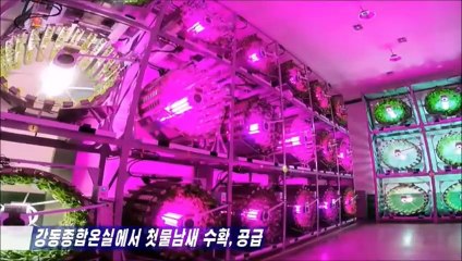 Primeira colheita do Complexo de Estufas de Kangdong