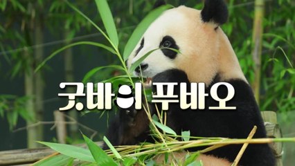 [영상] 안녕 푸바오 중국으로 / YTN