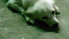 funny dog