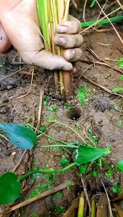 Two Turtle in One Hole ️