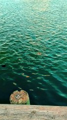 He loveth righteousness and judgment: the earth is full of the goodness of the Lord.Psalm 33:5 - KJV