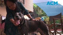 Dog narrowly avoids serious injury after close encounter with a crocodile