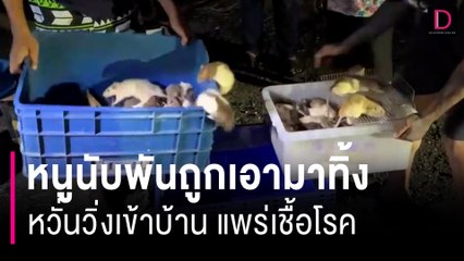 หนูนับพันถูกเอามาทิ้งเกลื่อนถนน หวั่นวิ่งเข้าบ้านแพร่เชื้อโรค | HOTSHOT เดลินิวส์ 03/04/67