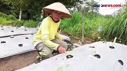 Download Video: Gunung Merapi Keluarkan Awan Panas Guguran Pagi Ini, Jarak Luncur 1.700 Meter