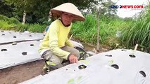 Gunung Merapi Keluarkan Awan Panas Guguran Pagi Ini, Jarak Luncur 1.700 Meter