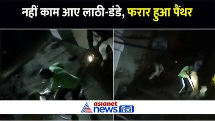 धौलपुर: लाठी-डंडे लेकर बैठे थे लोग, फिर भी चकमा देकर भागा छत पर बैठा पैंथर