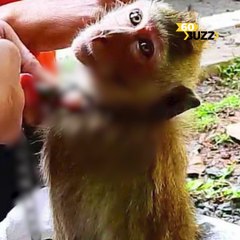 កំពុងសហការគ្នា​វែកមុខ​រក​ជនខិលខូច​​​​បាន​យារ​​យី​សត្វ​ស្វា​នៅ​តំបន់​អង្គរ​​រង​​របួស