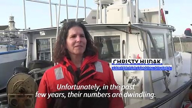 Endangered North Atlantic whale population dwindles