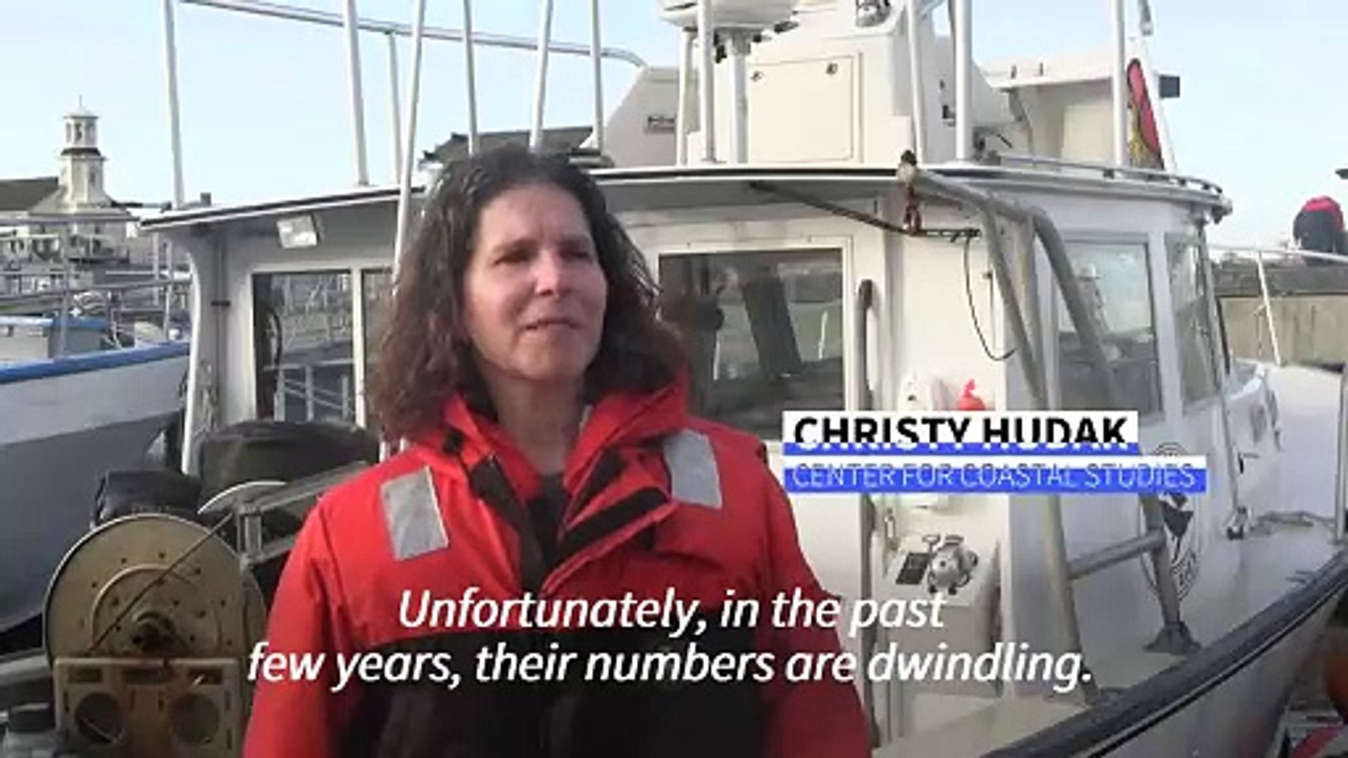 ⁣Endangered North Atlantic whale population dwindles