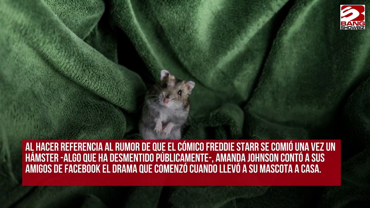 Un hámster se come el coche de una mujer