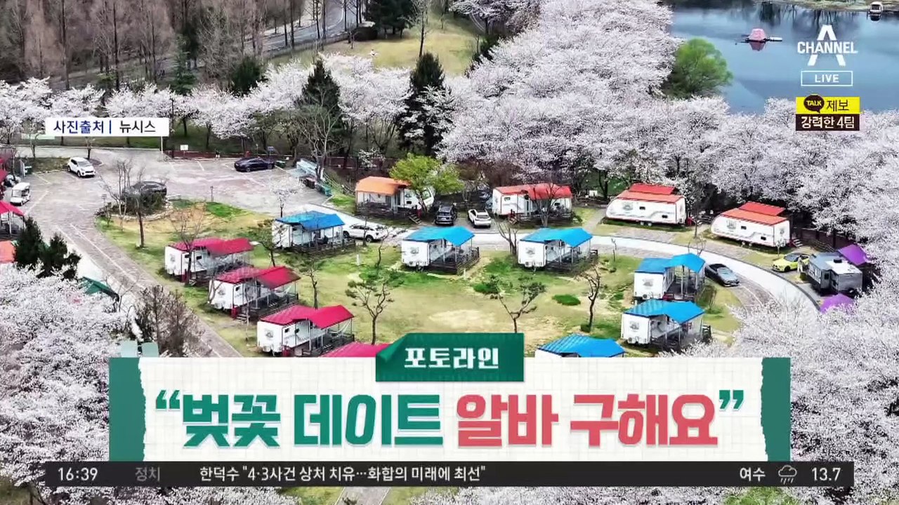 여전한 벚꽃 상혼…축제 맞아 또 바가지 논란