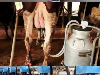 If we really Love the Cow || Acharya Prashant