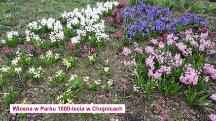 Wiosna w Parku 1000-lecia w Chojnicach