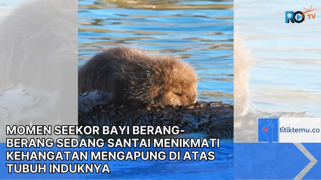 BIKIN GEMES! Seekor Bayi Berang-berang Sedang Santai Menikmati Kehangatan Mengapung Di atas Tubuh Induknya
