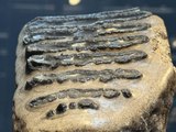 14 yıl önce bulunan fosiller Samsun Müzesi'nde sergileniyor