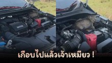 โถเอ็นดูเจ้าเหมียวติดรถมาด้วย…
