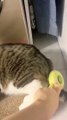 Reasons To Brush Your Cat!  #foryou #cute #catlike #cleaning #clean #cat #satisfactory #shorts (15)