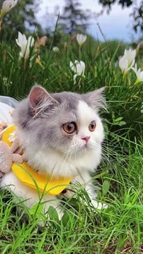 Cute kitten #cat #kitty #catlover #foryou #shortsviral #youtubeshorts #shorts #viral #animal