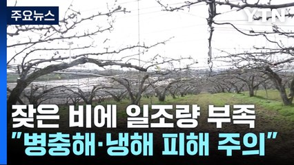일조량 부족에 요란한 봄비까지...농작물 관리 비상! / YTN