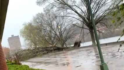 Video shows heavy winds and downed trees after severe storm hits Charleston, West Virginia